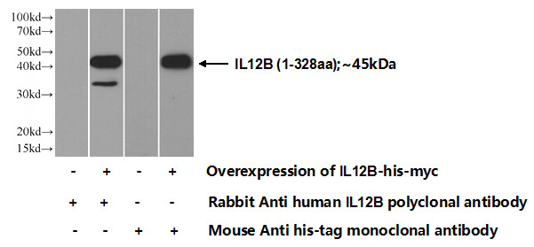Transfected HEK-293 cells were subjected to SDS PAGE followed by western blot with Catalog No:107656(IL12B Antibody) at dilution of 1:500