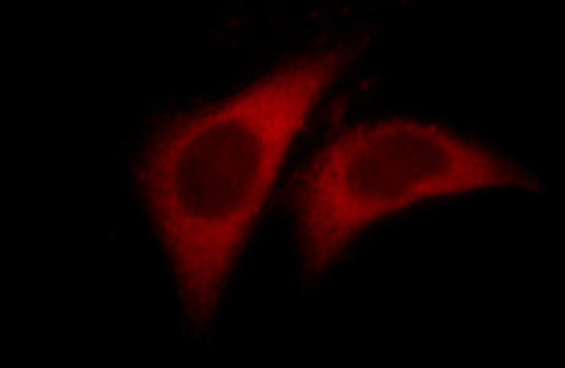 Immunofluorescent analysis of HepG2 cells, using PPIA antibody Catalog No:109673 at 1:25 dilution and Rhodamine-labeled goat anti-rabbit IgG (red).