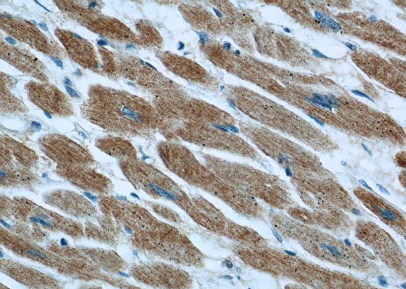 Immunohistochemical of paraffin-embedded human heart using Catalog No:113828(FXYD1 antibody) at dilution of 1:50 (under 40x lens)