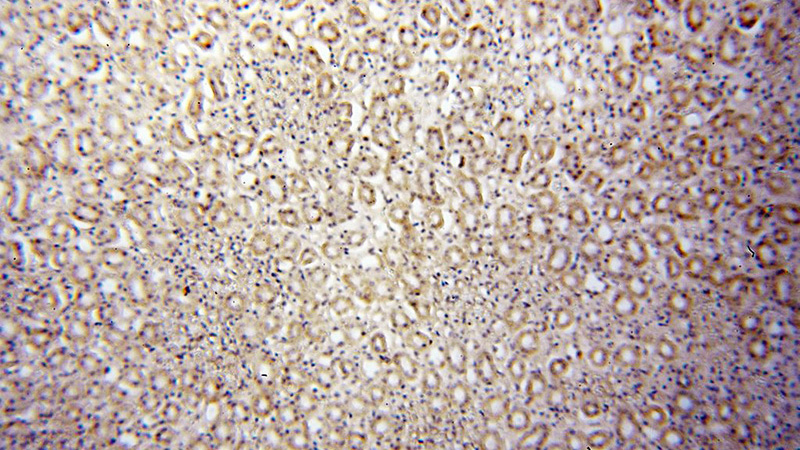Immunohistochemical of paraffin-embedded human kidney using Catalog No:113183(NID2 antibody) at dilution of 1:50 (under 10x lens)