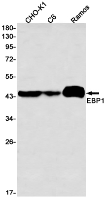 Western blot detection of EBP1 in CHO-K1,C6,Ramos cell lysates using EBP1 Rabbit mAb(1:1000 diluted).Predicted band size:44kDa.Observed band size:44kDa.
