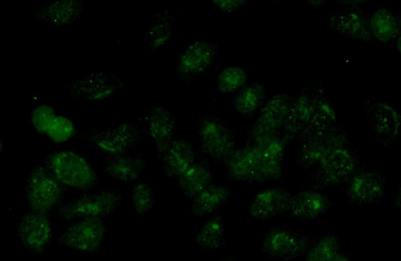 Immunofluorescent analysis of (-20oc Ethanol) fixed HeLa cells using Catalog No:113607(PAX6 Antibody) at dilution of 1:100 and Alexa Fluor 488-congugated AffiniPure Goat Anti-Rabbit IgG(H+L)