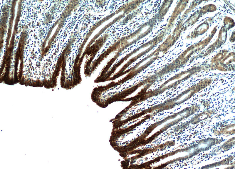 Immunohistochemical of paraffin-embedded human stomach using Catalog No:110876(GKN1 antibody) at dilution of 1:50 (under 10x lens)