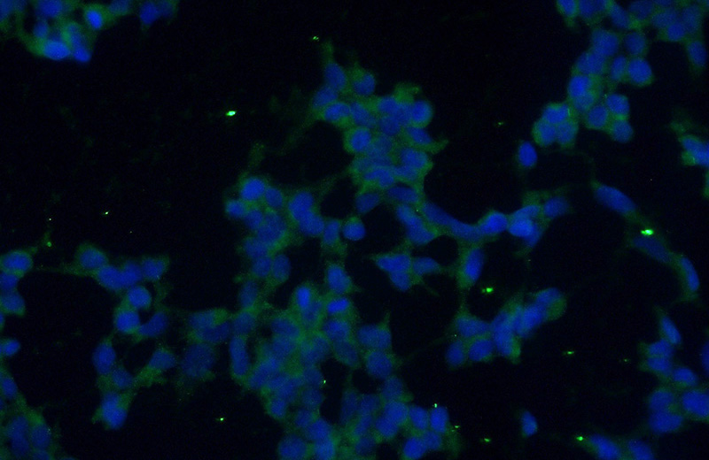 Immunofluorescent analysis of (-20oc Ethanol) fixed HEK-293 cells using Catalog No:111594(CLNS1A Antibody) at dilution of 1:50 and Alexa Fluor 488-congugated AffiniPure Goat Anti-Rabbit IgG(H+L)