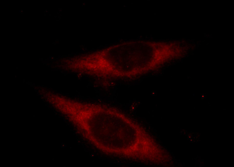 Immunofluorescent analysis of Hela cells, using ETF1 antibody Catalog No:110482 at 1:25 dilution and Rhodamine-labeled goat anti-rabbit IgG (red).