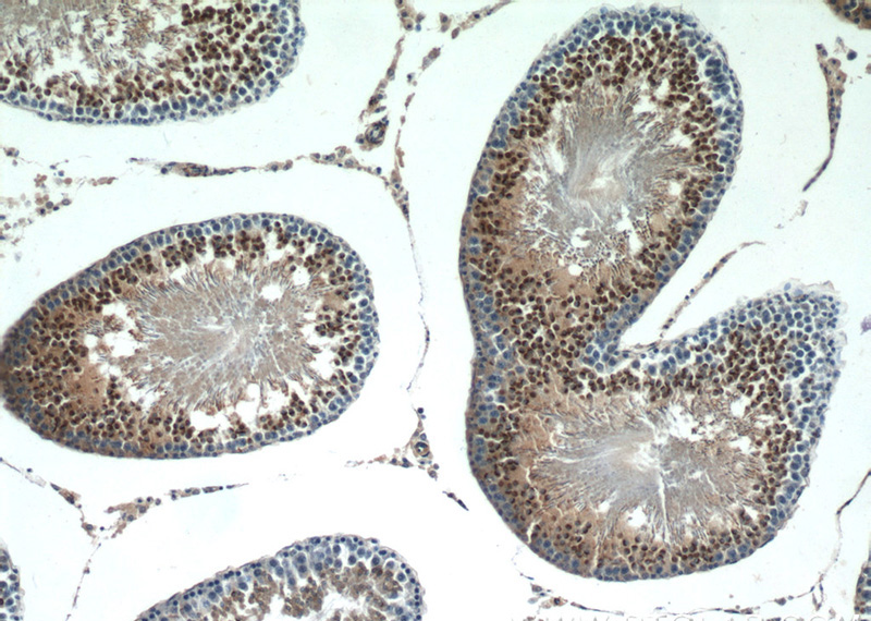 Immunohistochemistry of paraffin-embedded rat testis tissue slide using Catalog No:112417(LYZL6 Antibody) at dilution of 1:50 (under 10x lens)