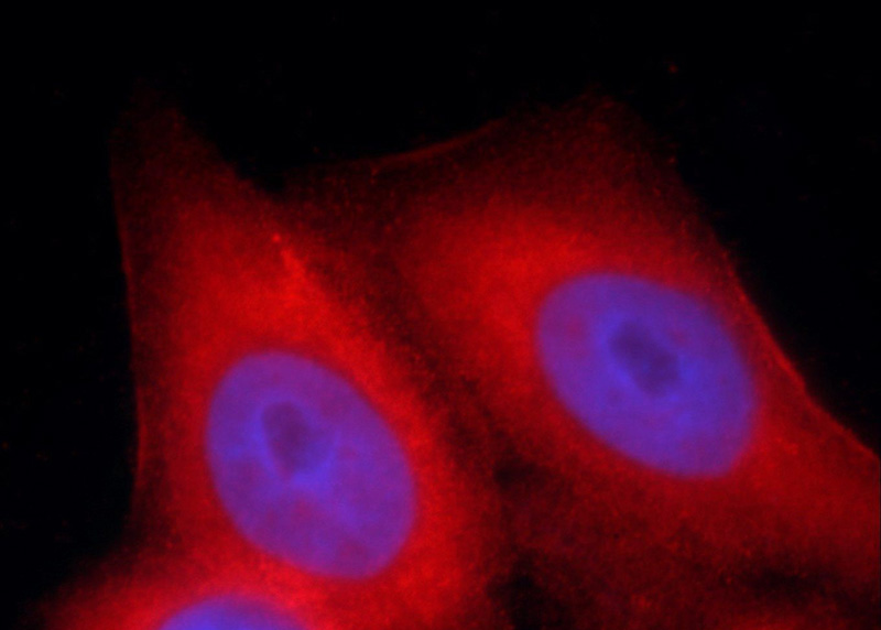 Immunofluorescent analysis of HeLa cells using Catalog No:112701(MMP20 Antibody) at dilution of 1:25 and Rhodamine-Goat anti-Rabbit IgG