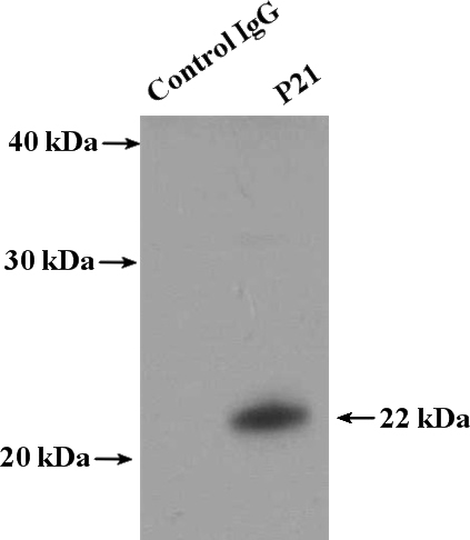IP Result of anti-P21;CDKN1A (IP:Catalog No:113540, 4ug; Detection:Catalog No:113540 1:300) with MCF-7 cells lysate 3200ug.