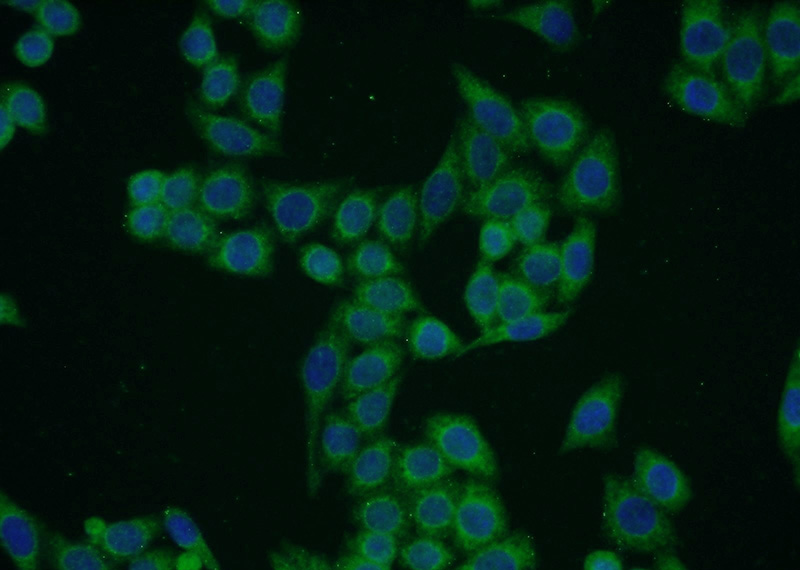 Immunofluorescent analysis of HeLa cells using Catalog No:113951(PLD1 Antibody) at dilution of 1:50 and Alexa Fluor 488-congugated AffiniPure Goat Anti-Rabbit IgG(H+L)