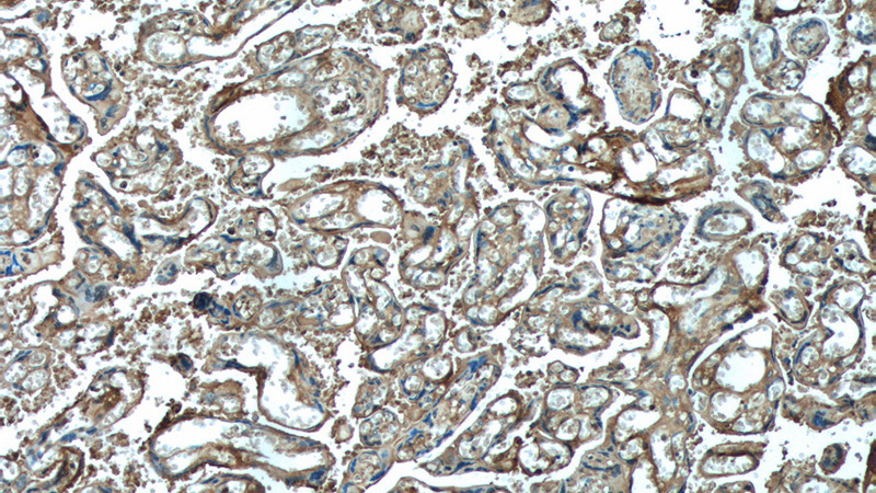 Immunohistochemistry of paraffin-embedded human placenta tissue slide using Catalog No:111714(HTRA1 Antibody) at dilution of 1:200 (under 10x lens).