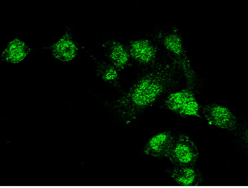 SUV39H2 Antibody, Rabbit PAb, Antigen Affinity Purified, Immunofluorescence