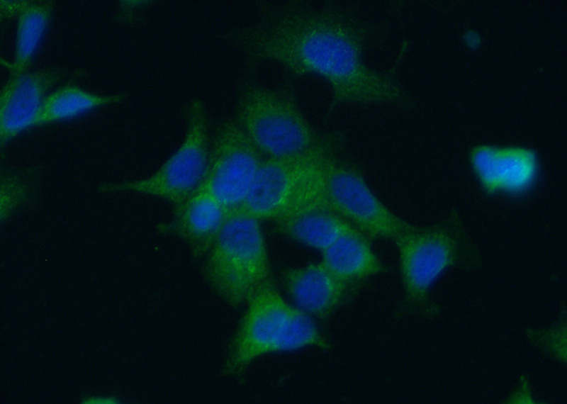 Immunofluorescent analysis of (-20oc Ethanol) fixed MCF-7 cells using Catalog No:116674(UCHL5IP Antibody) at dilution of 1:50 and Alexa Fluor 488-congugated AffiniPure Goat Anti-Rabbit IgG(H+L)