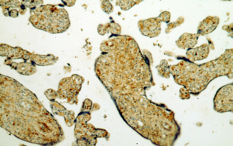 Immunohistochemical of paraffin-embedded human placenta using Catalog No:113015(NAGA antibody) at dilution of 1:100 (under 10x lens)