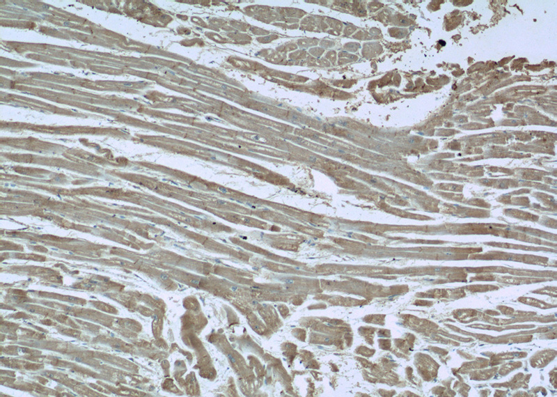 Immunohistochemistry of paraffin-embedded human heart tissue slide using Catalog No:110304(LPAR3-Specific Antibody) at dilution of 1:100 (under 10x lens)
