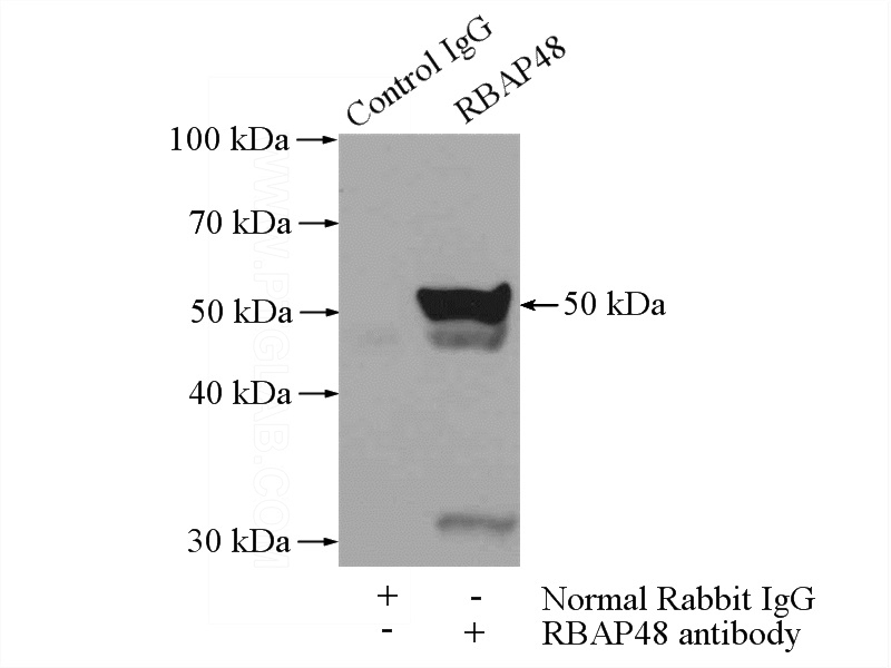 IP Result of anti-RBBP4 (IP:Catalog No:114589, 4ug; Detection:Catalog No:114589 1:1000) with HeLa cells lysate 2000ug.