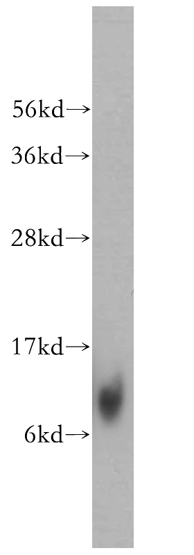 A431 cells were subjected to SDS PAGE followed by western blot with Catalog No:112820(MRPL27 antibody) at dilution of 1:300