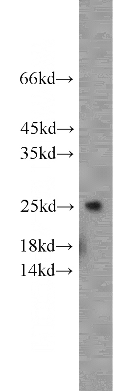 NIH/3T3 cells were subjected to SDS PAGE followed by western blot with Catalog No:114660(RHoc antibody) at dilution of 1:500