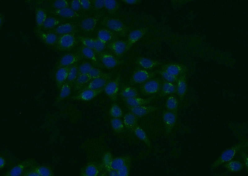 Immunofluorescent analysis of HepG2 cells using Catalog No:115893(TBX5 Antibody) at dilution of 1:25 and Alexa Fluor 488-congugated AffiniPure Goat Anti-Rabbit IgG(H+L)