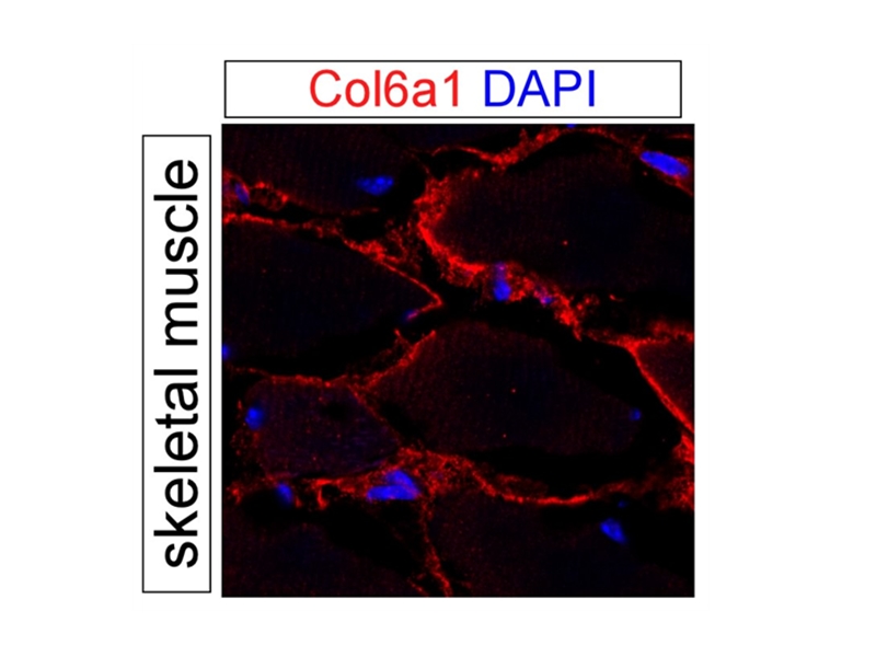 IF result of anti-COL6A1 (Catalog No:109438, 1:500) with PFA fixed mouse skeletal muscle tissue by Dr. Daniel Kopinke.