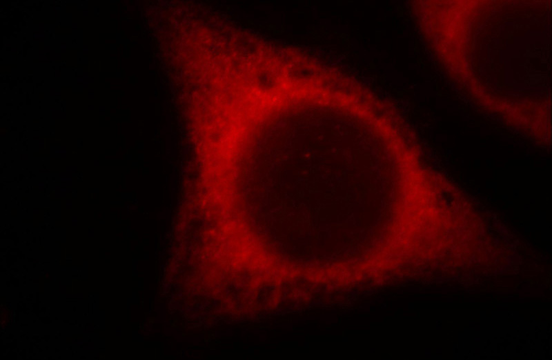 Immunofluorescent analysis of MCF-7 cells, using BCS1L antibody Catalog No: at 1:50 dilution and Rhodamine-labeled goat anti-mouse IgG (red).