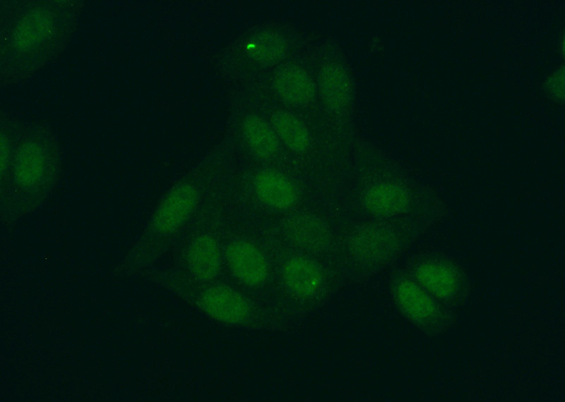 Immunofluorescent analysis of (10% Formaldehyde) fixed HepG2 cells using Catalog No:113211(NPEPL1 Antibody) at dilution of 1:50 and Alexa Fluor 488-congugated AffiniPure Goat Anti-Rabbit IgG(H+L)