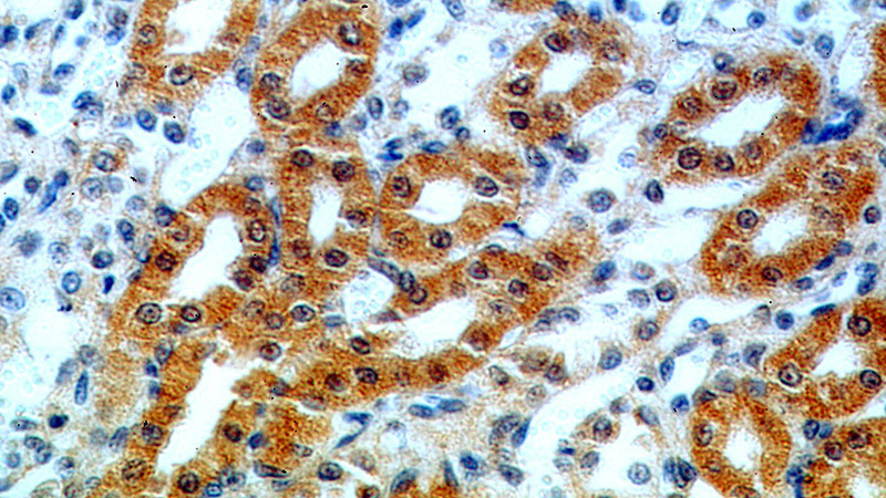 Immunohistochemical of paraffin-embedded human kidney using Catalog No:111349(C11orf73 antibody) at dilution of 1:50 (under 40x lens)