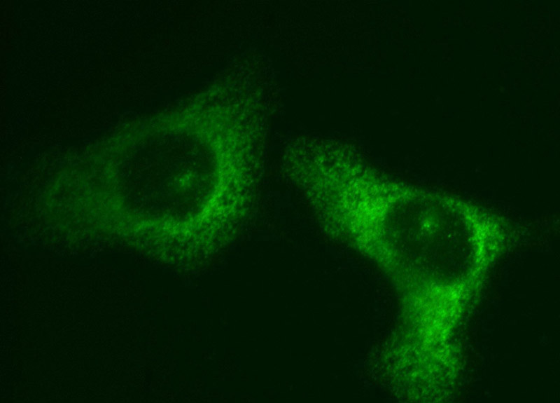 Immunofluorescent analysis of HepG2 cells, using EIF3M antibody Catalog No:110200 at 1:50 dilution and FITC-labeled donkey anti-rabbit IgG(green).