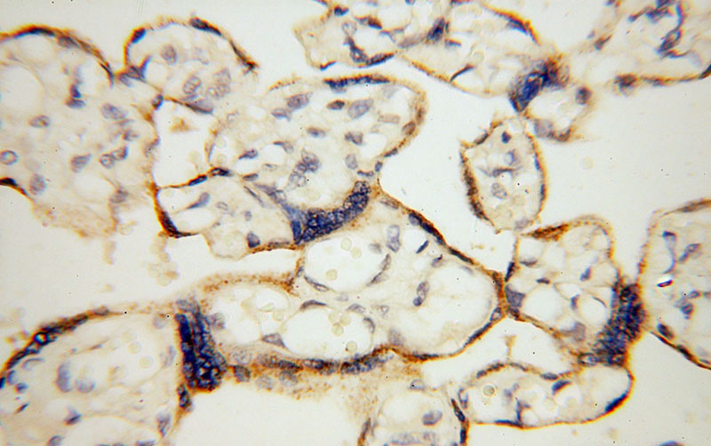 Immunohistochemical of paraffin-embedded human placenta using Catalog No:108847(CPA1 antibody) at dilution of 1:100 (under 40x lens)