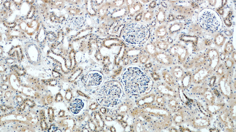 Immunohistochemical of paraffin-embedded human kidney using Catalog No:108977(CCDC50 antibody) at dilution of 1:50 (under 10x lens)