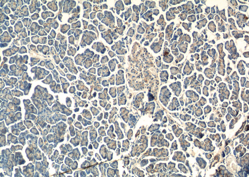 Immunohistochemistry of paraffin-embedded human pancreas tissue slide using Catalog No:115863(TBC1D19 Antibody) at dilution of 1:50 (under 10x lens)