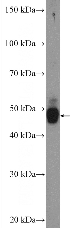 mouse brain tissue were subjected to SDS PAGE followed by western blot with Catalog No:113424(HCRTR1 Antibody) at dilution of 1:600