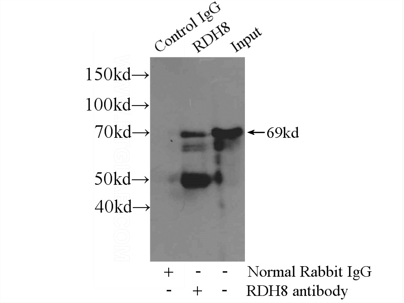 IP Result of anti-FUBP1 (IP:Catalog No:110788, 4ug; Detection:Catalog No:110788 1:300) with SH-SY5Y cells lysate 800ug.