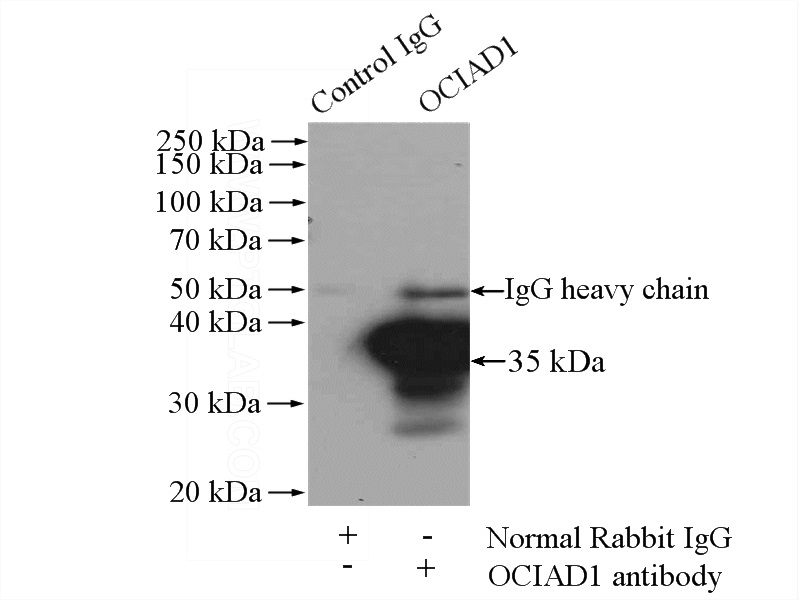IP Result of anti-ocIAD1 (IP:Catalog No:113467, 4ug; Detection:Catalog No:113467 1:300) with HeLa cells lysate 3200ug.