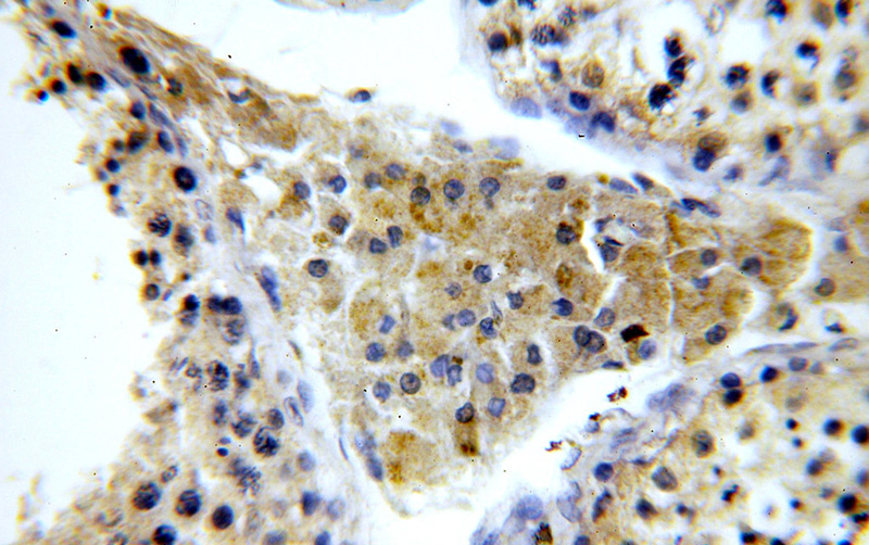 Immunohistochemical of paraffin-embedded human testis using Catalog No:112089(KLHL12 antibody) at dilution of 1:100 (under 40x lens)