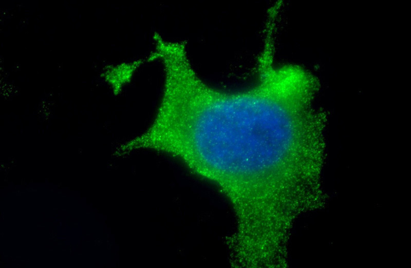 Immunofluorescent analysis of (10% Formaldehyde) fixed HeLa cells using Catalog No:117346(Vinculin Antibody) at dilution of 1:200 and Alexa Fluor 488-congugated AffiniPure Goat Anti-Mouse IgG(H+L)