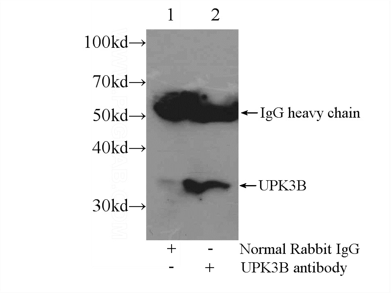 IP Result of anti-UPK3B (IP:Catalog No:116631, 2ug; Detection:Catalog No:116631 1:300) with mouse testis tissue lysate 4000ug.