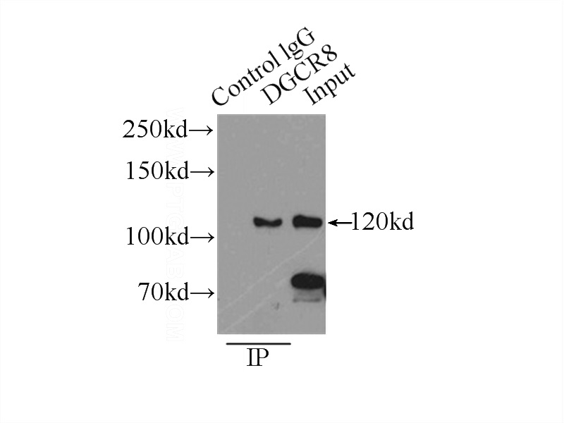 IP Result of anti-DGCR8 (IP:Catalog No:109905, 3ug; Detection:Catalog No:109905 1:800) with HEK-293 cells lysate 2700ug.