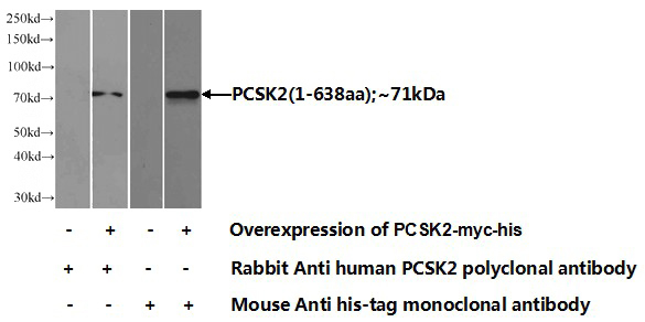 Transfected HEK-293 cells were subjected to SDS PAGE followed by western blot with Catalog No:113751(PCSK2 Antibody) at dilution of 1:1000