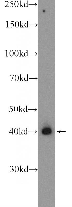 mouse lung tissue were subjected to SDS PAGE followed by western blot with Catalog No:114341(PUS1 Antibody) at dilution of 1:600
