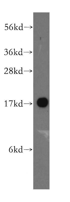 HepG2 cells were subjected to SDS PAGE followed by western blot with Catalog No:113736(PFDN5 antibody) at dilution of 1:500
