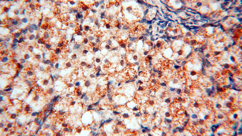 Immunohistochemical of paraffin-embedded human ovary using Catalog No:114554(RBM8A,Y14 antibody) at dilution of 1:100 (under 40x lens)