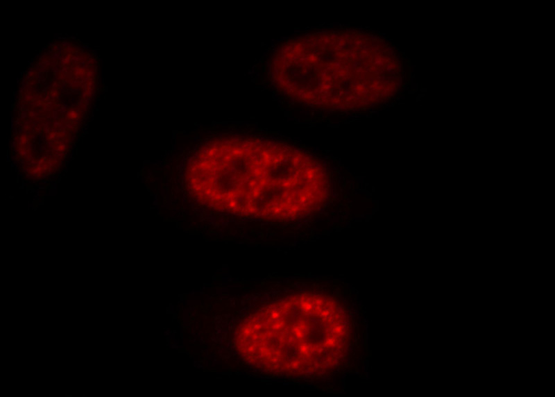 Immunofluorescent analysis of HepG2 cells, using EFTUD2 antibody Catalog No:110213 at 1:25 dilution and Rhodamine-labeled goat anti-rabbit IgG (red).