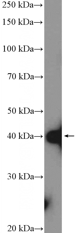 mouse brain tissue were subjected to SDS PAGE followed by western blot with Catalog No:115259(SH3GL2 Antibody) at dilution of 1:1000