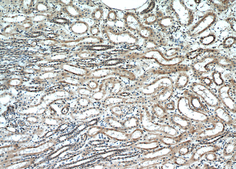 Immunohistochemical of paraffin-embedded human kidney using Catalog No:111202(GREM2 antibody) at dilution of 1:50 (under 10x lens)