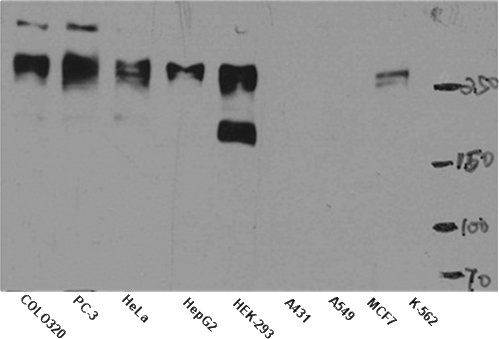 WB result of anti-mTOR (Catalog No:112792) in different cell lysates.