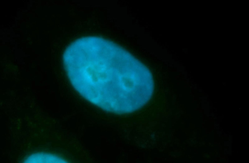 Immunofluorescent analysis of HepG2 cells, using SFRS7 antibody Catalog No:115152 at 1:100 dilution and FITC-labeled donkey anti-rabbit IgG(green). Blue pseudocolor = DAPI (fluorescent DNA dye).