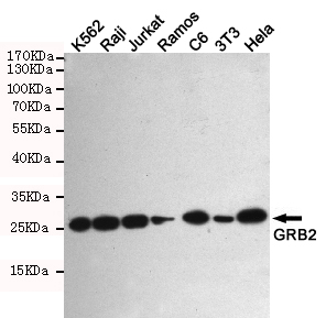 Western blot detection of GRB2 in K562,Raji,Jurkat,Ramos,C6,3T3 and Hela cell lysates using GRB2 mouse mAb (1:1000 diluted).Predicted band size:25KDa.Observed band size:25KDa.