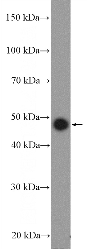 MCF-7 cells were subjected to SDS PAGE followed by western blot with Catalog No:116674(UCHL5IP Antibody) at dilution of 1:300