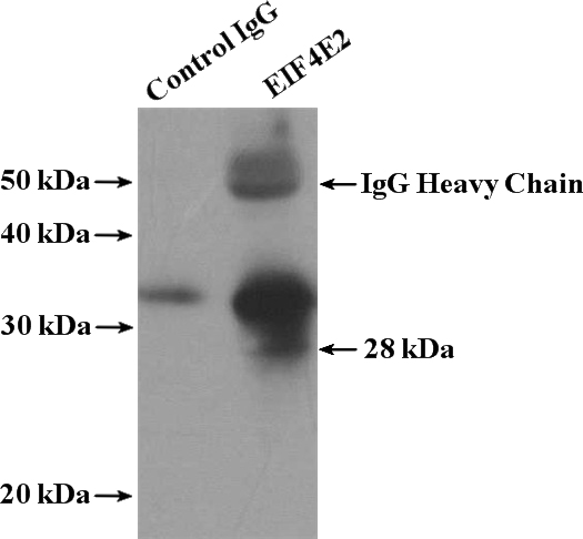 IP Result of anti-EIF4E2 (IP:Catalog No:110260, 4ug; Detection:Catalog No:110260 1:500) with MCF-7 cells lysate 1280ug.