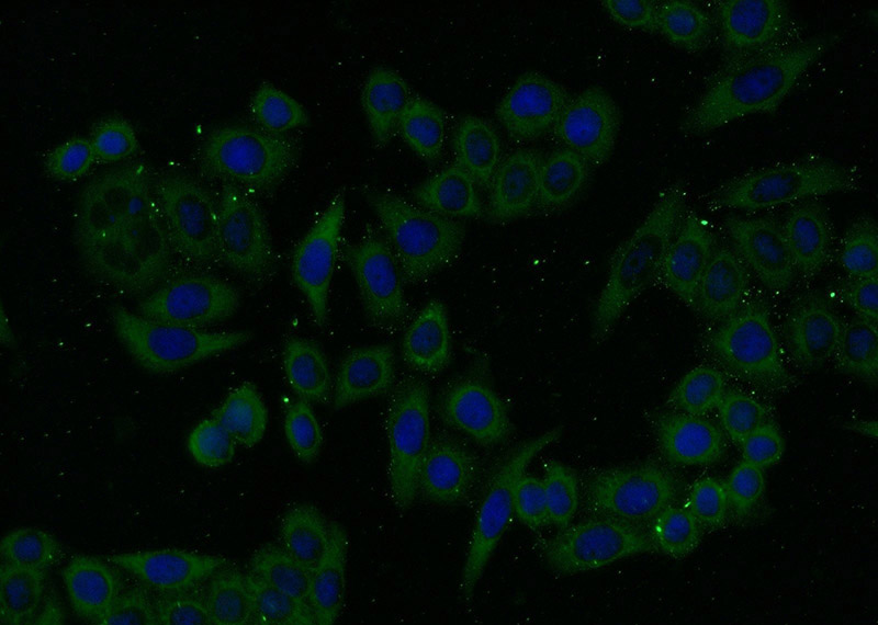 Immunofluorescent analysis of HeLa cells using Catalog No:113818(PHKA1 Antibody) at dilution of 1:25 and Alexa Fluor 488-congugated AffiniPure Goat Anti-Rabbit IgG(H+L)
